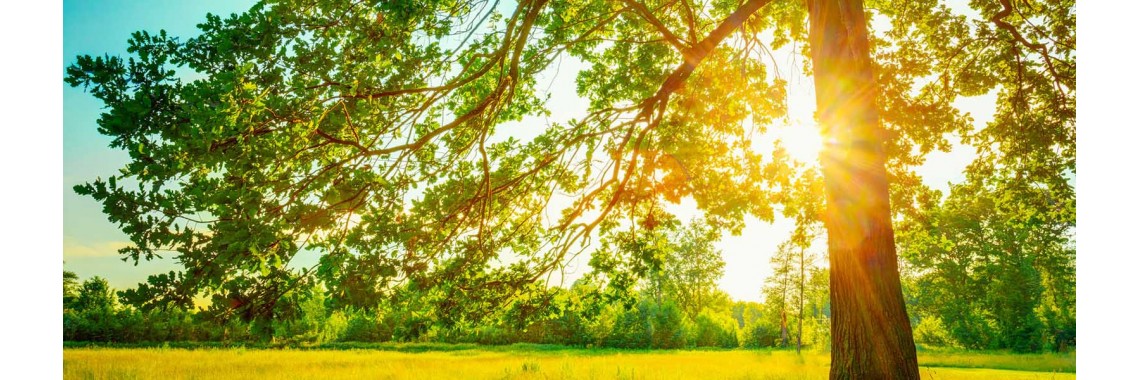 sun