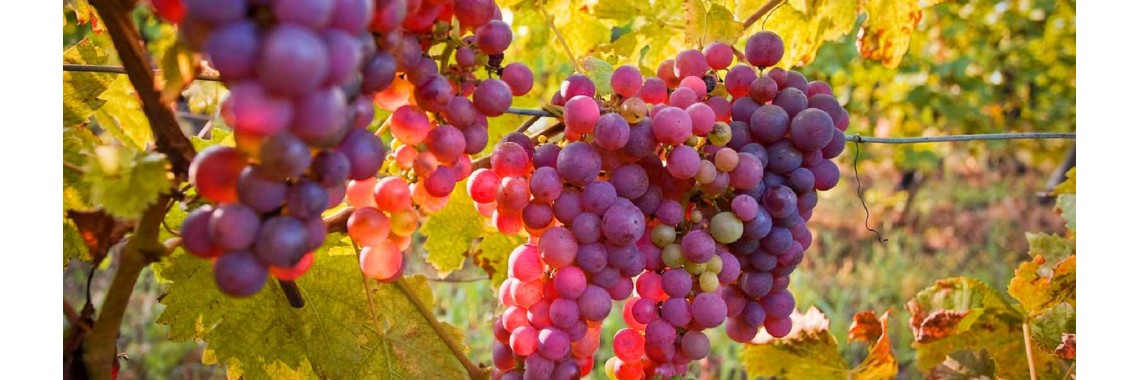 grapes